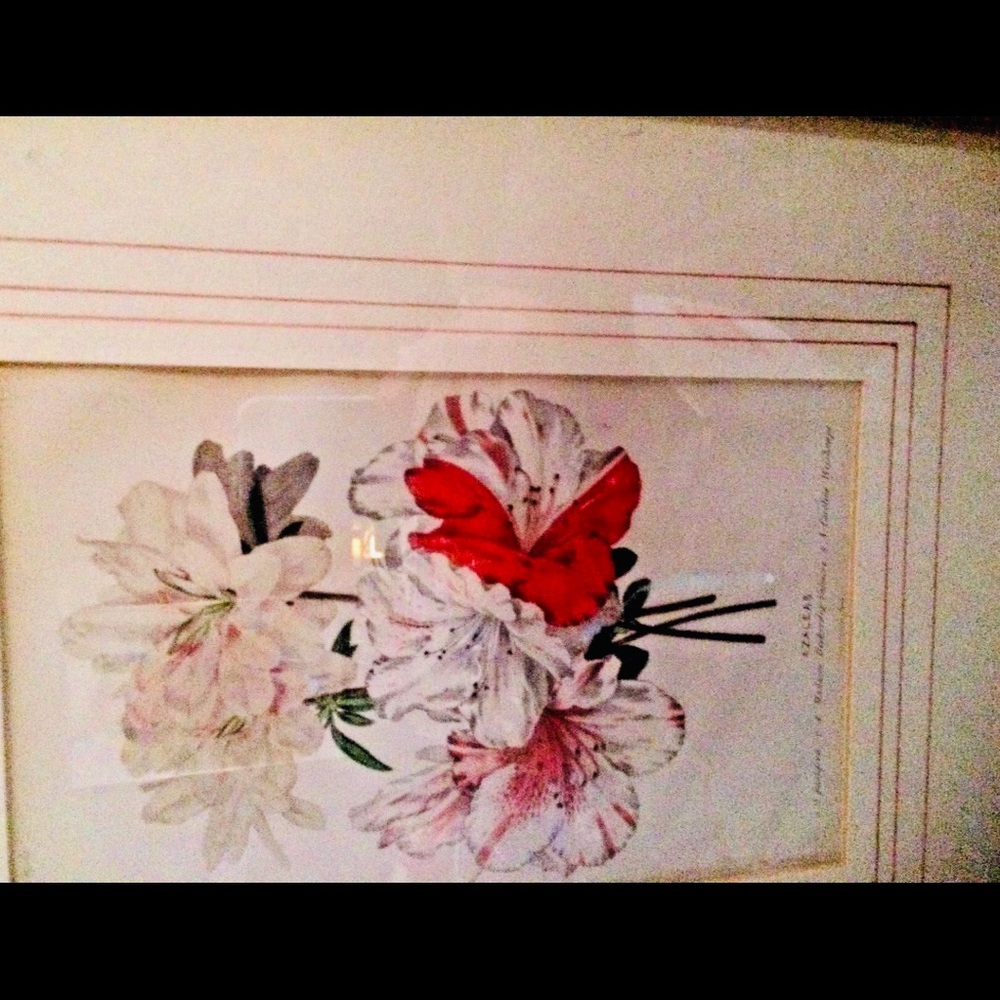 Antique Hand Colored Botanical Print Azaleas - Picture 13 of 15